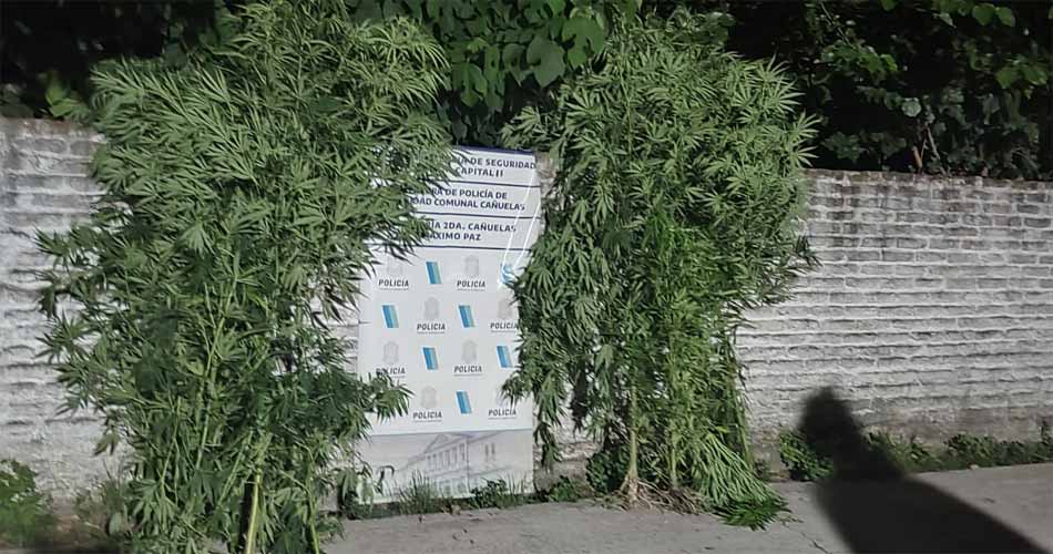 Cañuelas: incautan ocho plantas de Marihuana en Máximo Paz