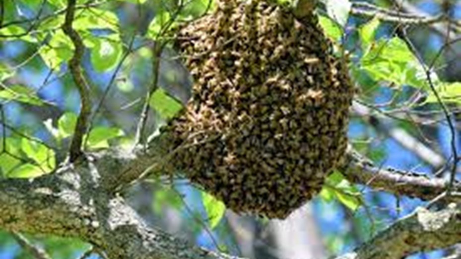 Un hombre murió en una plaza de Corrientes tras ser atacado por un enjambre de abejas