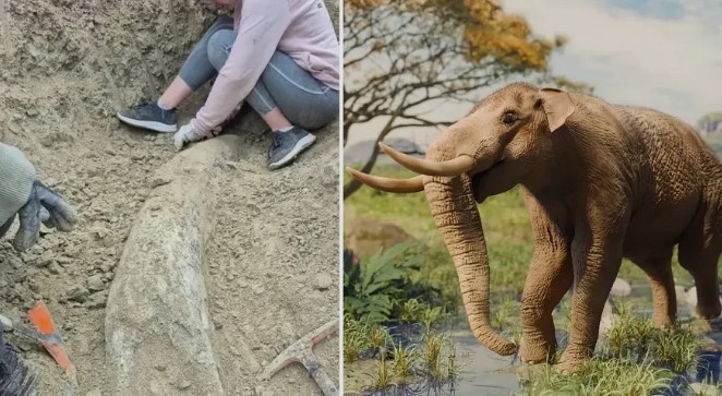Miramar: encontraron un colmillo de elefante de más de 100.000 años