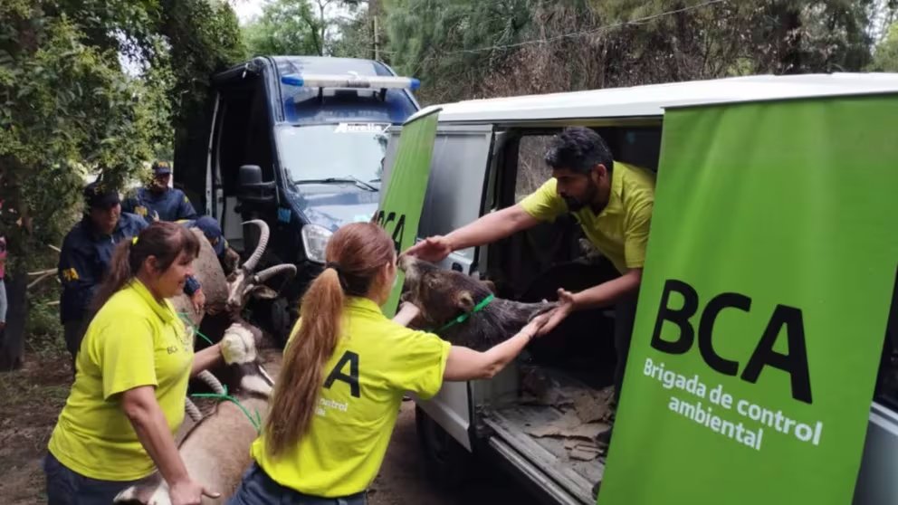 Allanamiento a un taller clandestino en Ezeiza: secuestraron cráneos y taxidermias de ciervos, y antílopes de distintas especies exóticas