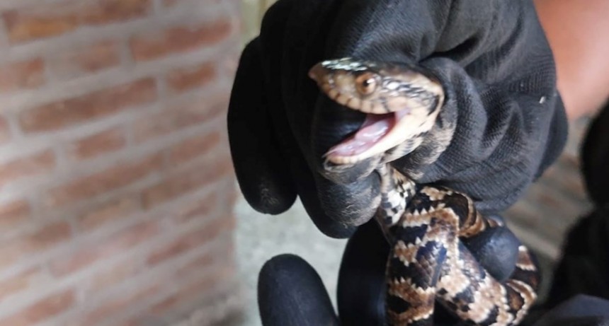 Santa Fe: encontraron una serpiente en una escuela