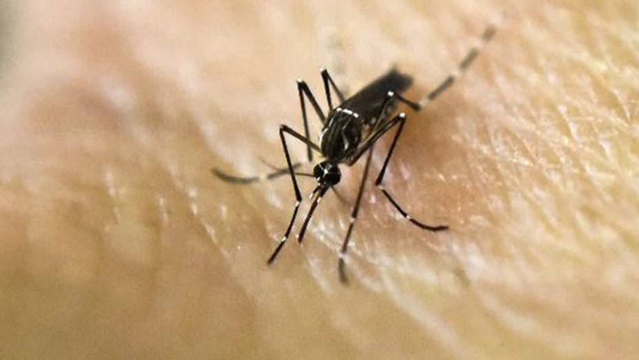 Dengue: llegan a 269 mil los casos en la temporada y ya son cerca de 200 los fallecidos