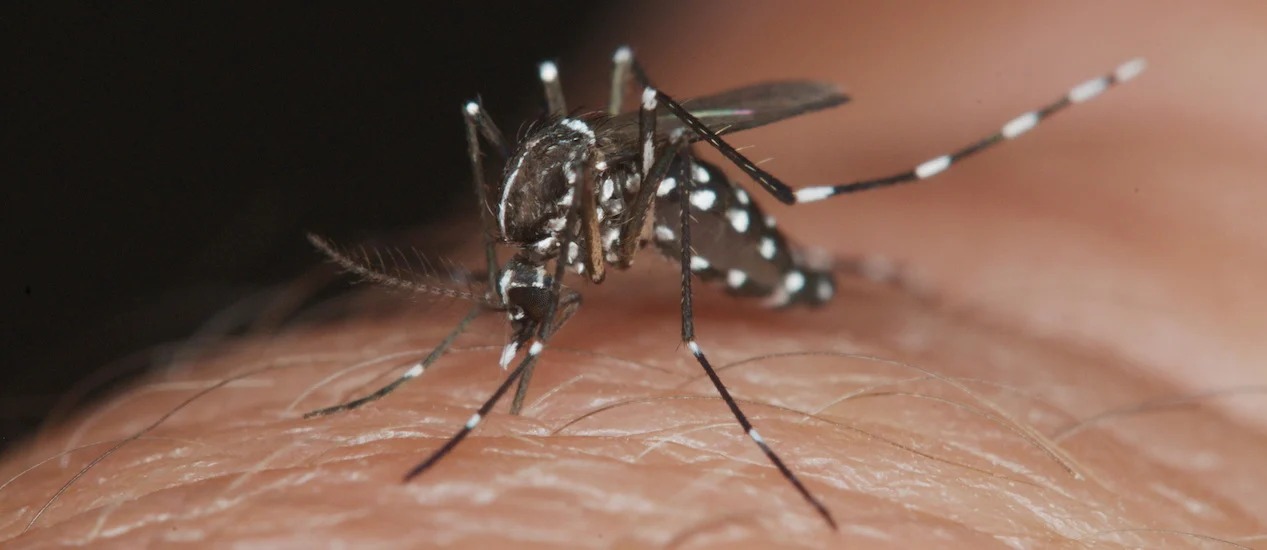 Dengue: hay más de 78 mil casos positivos en la provincia de Buenos Aires