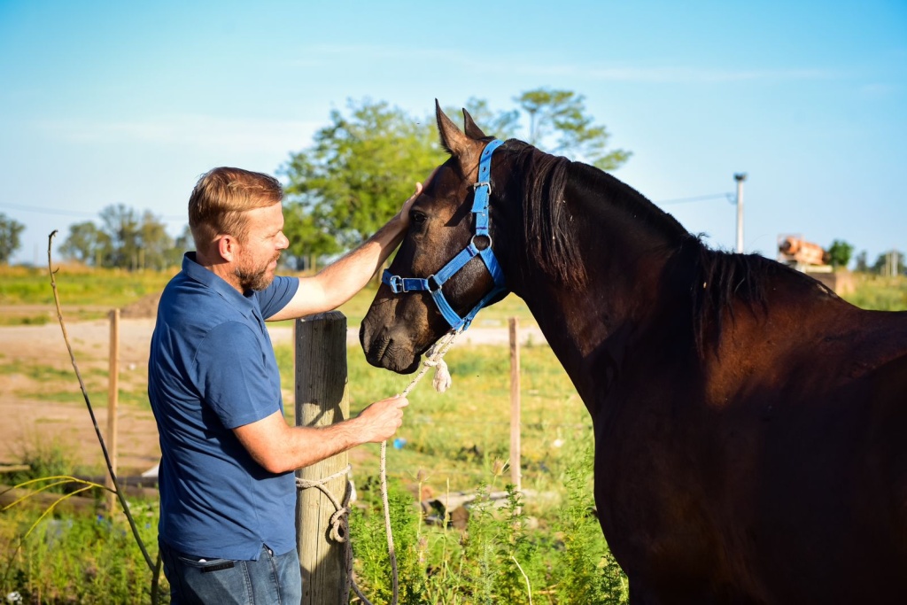 Caballos rescatados de Ezeiza buscan adoptantes responsables