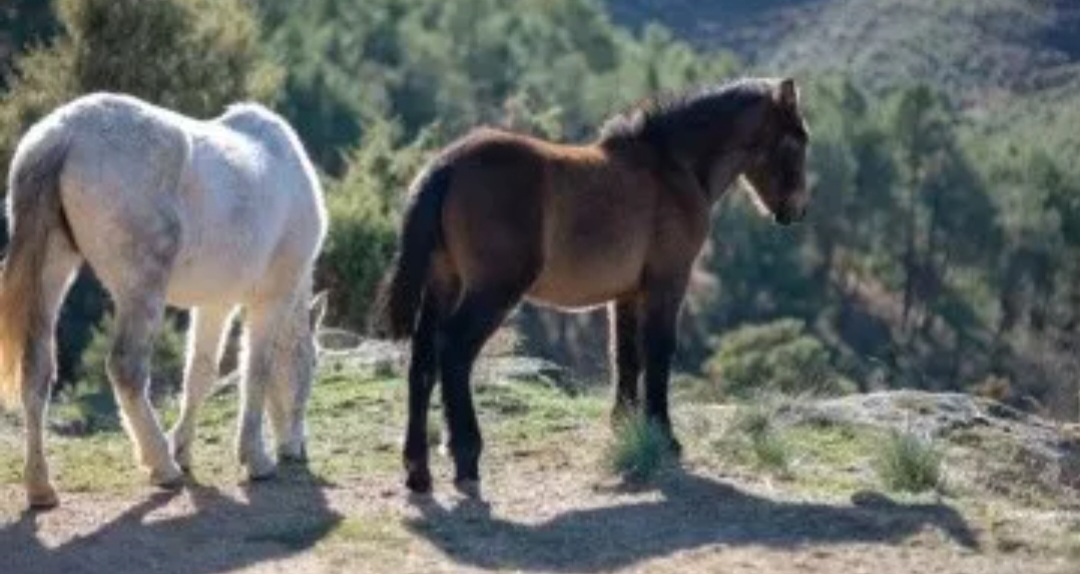 Nene de 2 años fue hospitalizado en grave estado luego de ser pateado en el pecho por un caballo