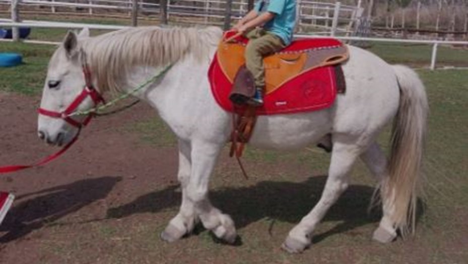 Río Negro: Faenaron a un caballo terapéutico que ayudaba a chicos con discapacidades