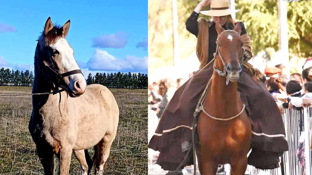 Roban cuatro caballos de un campo entre Vicente Casares y Alejandro Petión