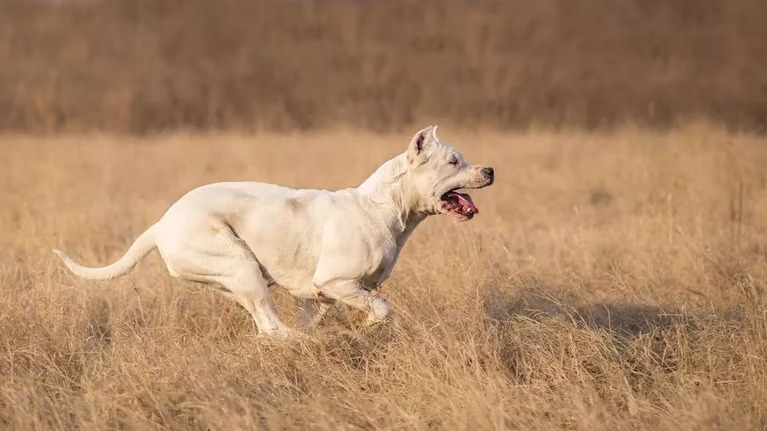 Un perro dogo le desfiguró la cara a un nene de 6 años que jugaba en una plaza de Mendoza