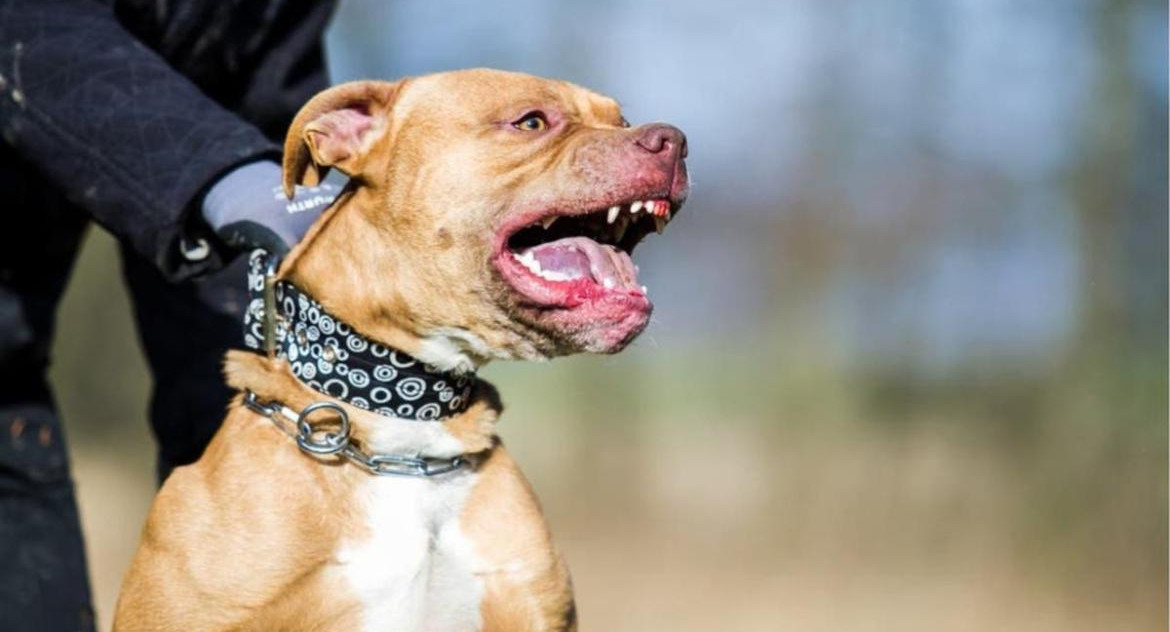 Rosario: un pitbull mordió a cinco personas y un policía lo detuvo a los balazos