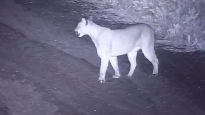 Alerta por un puma suelto en Terralagos Canning