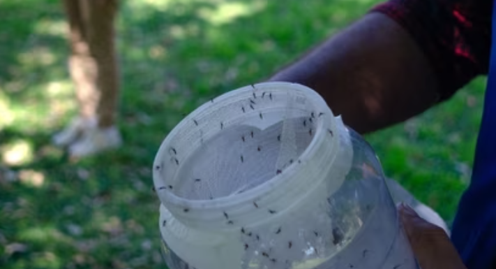 Mosquitos estériles en Ezeiza contra el dengue: 