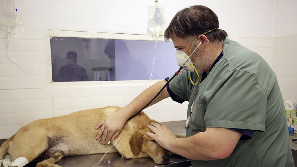 Ezeiza anunció el cronograma de castraciones para diciembre para gatos y perros