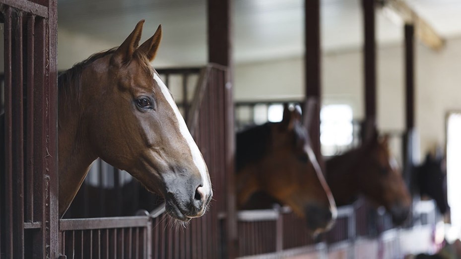 Brote de encefalomielitis equina: cuál es el riesgo de contagio en humanos y qué recaudos adoptar