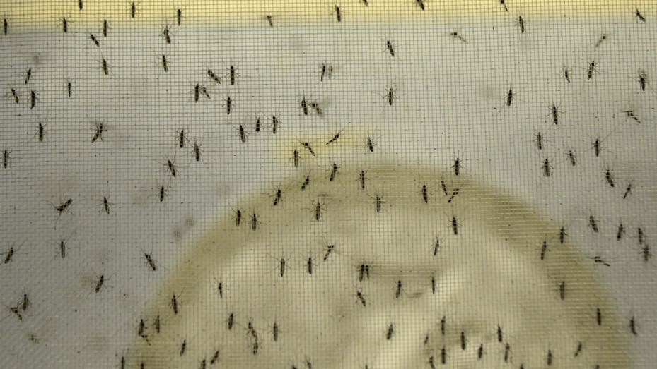 La invasión de mosquitos en el AMBA es de la especie vectora de la encefalitis equina