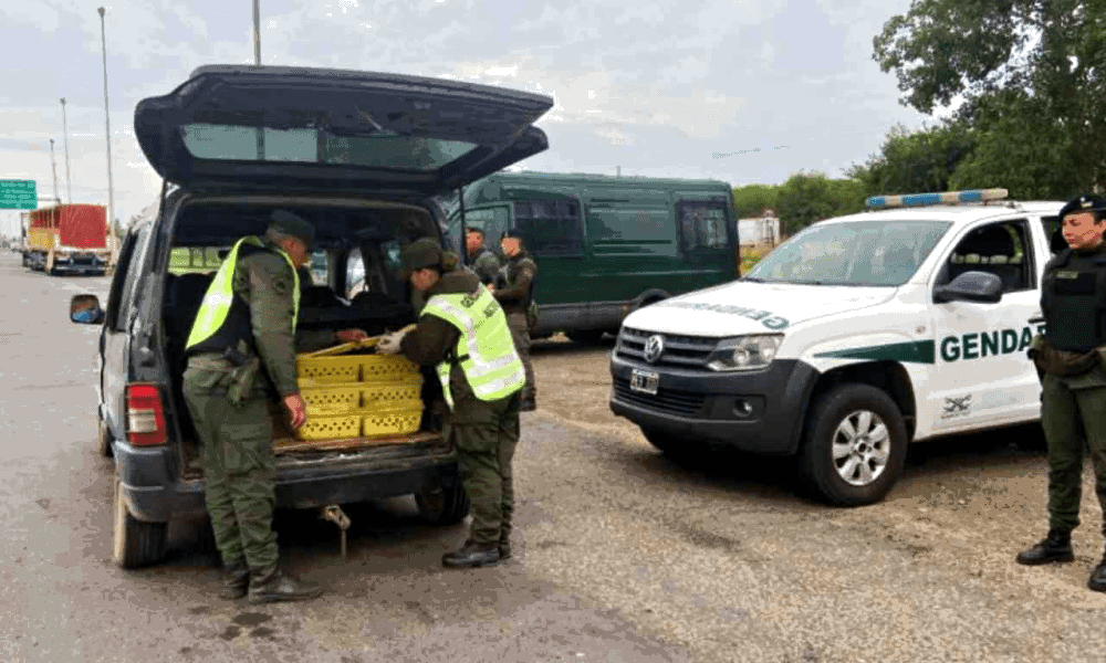 Gendarmería rescató 150 patos pekín transportados ilegalmente en un vehículo en Ezeiza