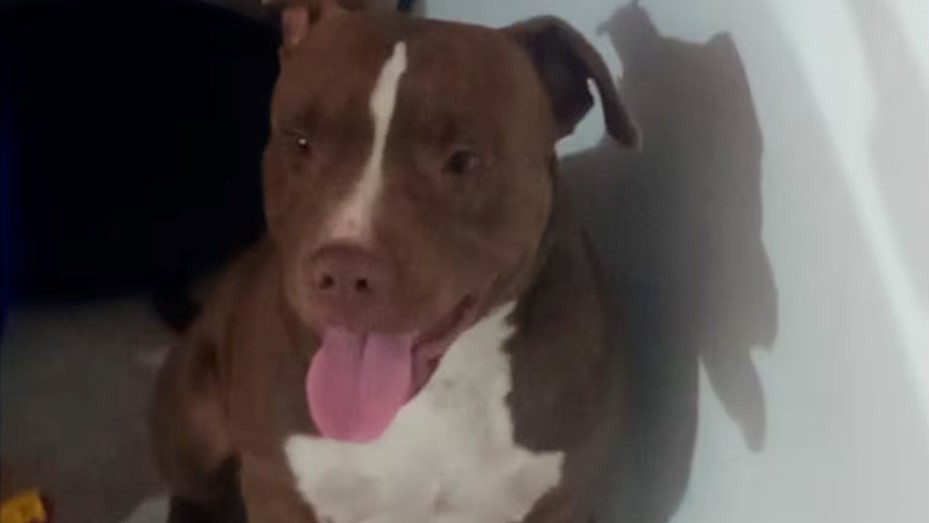 Una mujer de 72 años fue atacada por un pitbull en plena vía pública: está internada con graves lesiones
