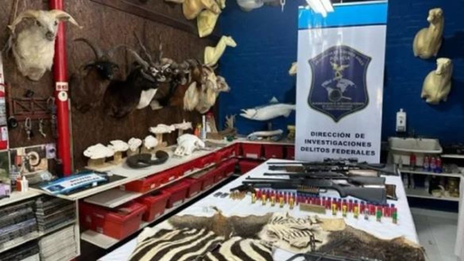 Desarticularon un taller ilegal de taxidermia en Berazategui que estaba repleto de animales embalsamados