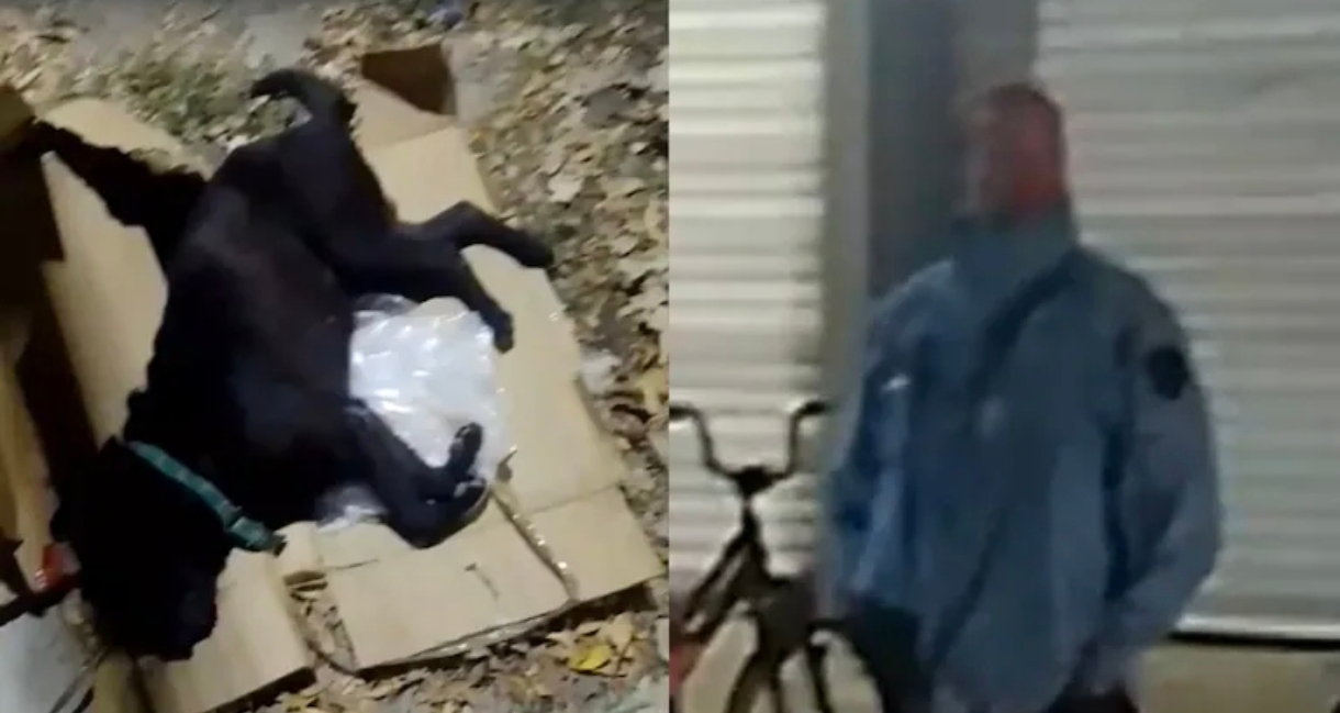 “Tengo miedo porque el asesino de mi perro vive al lado”: la denuncia que conmociona a Lomas de Zamora