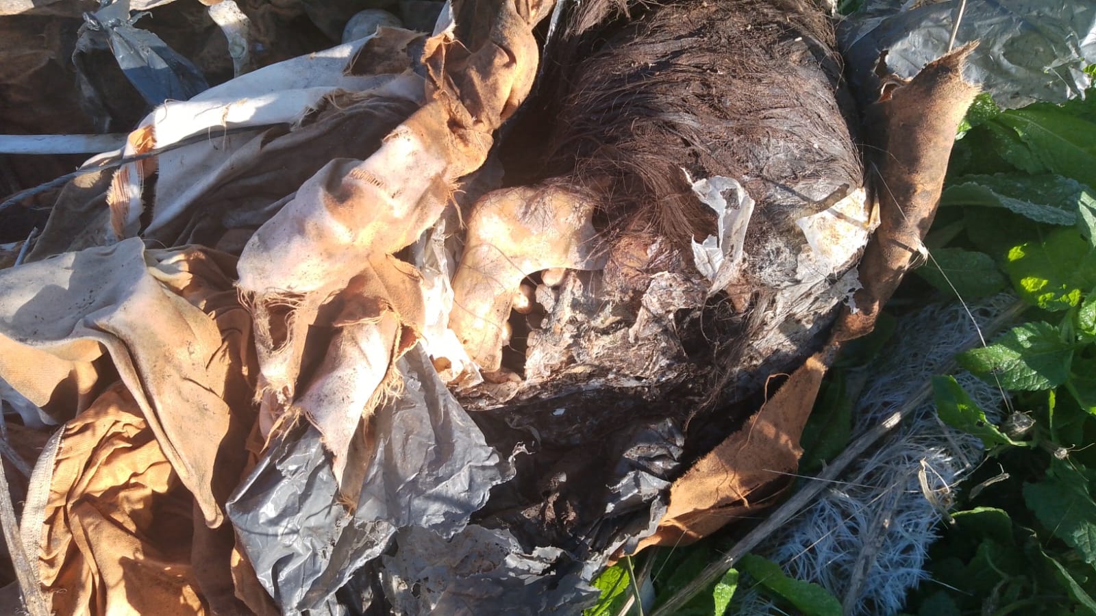 Hallazgo de restos óseos en descampado fue hallado un cráneo con cuero cabelludo en El Jagüel