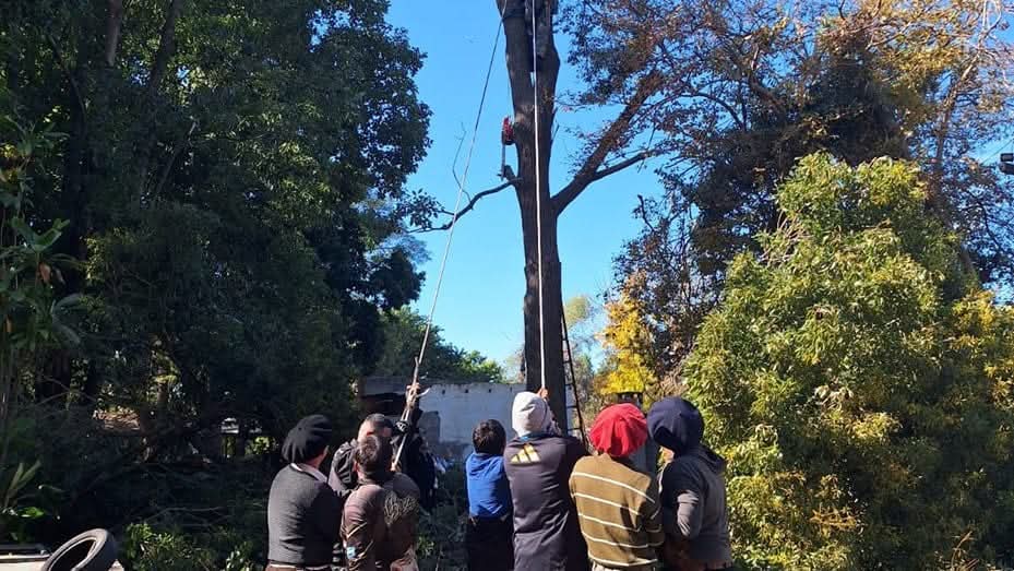 La policía rescató a un hombre que quedó colgado de un árbol mientras podaba