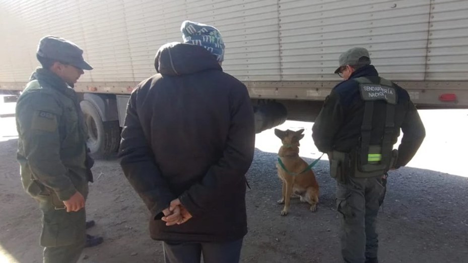 Salta: el perro antinarcóticos 