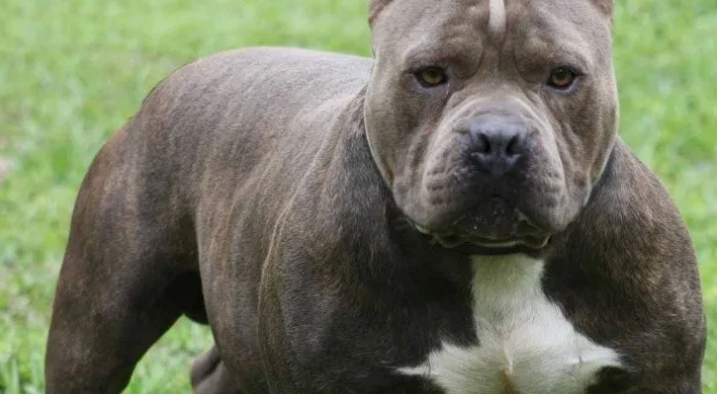 Una nena de cuatro años fue atacada por el perro pitbull de su familia y lucha por su vida