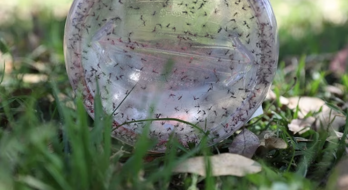 Ezeiza: Mosquitos estériles contra el dengue: liberaron 25.000 insectos en una prueba piloto y piden no matarlos