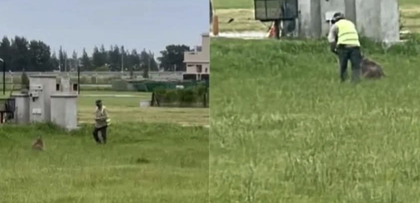 Brutal ataque a un carpincho en un country de Canning: quedó en estado crítico tras ser golpeado con un fierro
