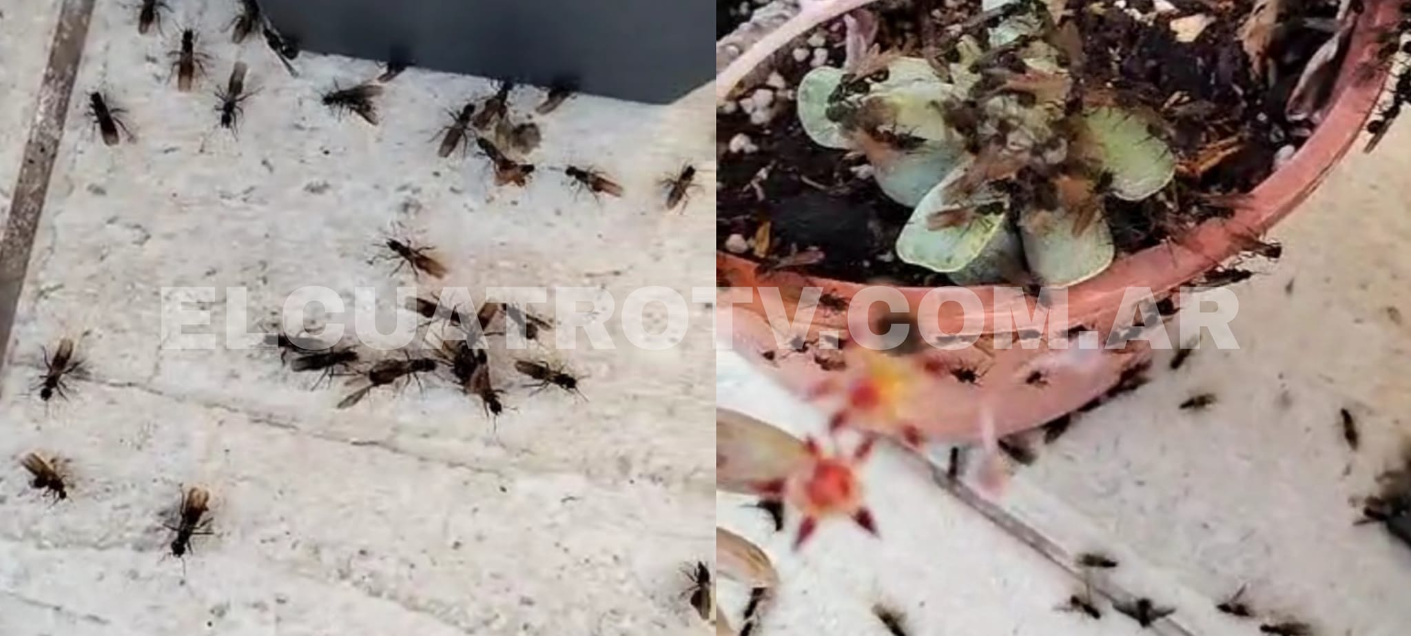 Sorpresa: invasión de hormigas voladoras en Ezeiza